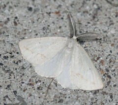 Lychnosea intermicata
