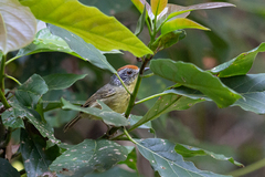 Dysithamnus stictothorax