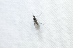 Empidoidea