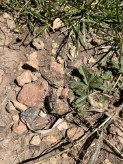 Cicindela longilabris