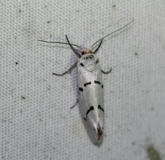 Enaemia atrolinea