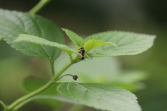 Parancistrocerus hongkongensis