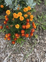 Tagetes