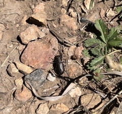 Cicindela longilabris