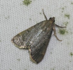Hypsopygia nostralis