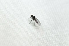 Empidoidea