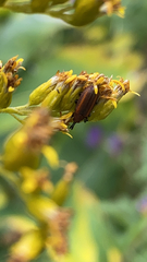 Microrhopala vittata