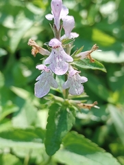 Stachys floridana