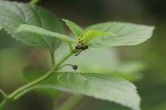 Parancistrocerus hongkongensis