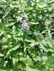 Stachys floridana