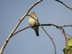 Lullula arborea