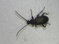 Lystronychus piliferus