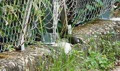 Pterorhinus chinensis