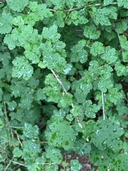 Ribes hirtellum