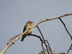 Lullula arborea