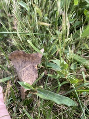 Paspalum laeve