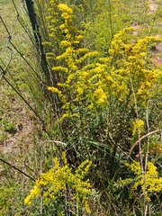 Solidago odora