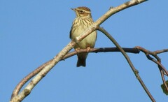 Lullula arborea