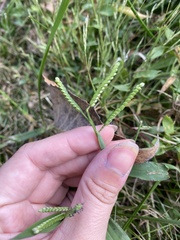 Paspalum laeve