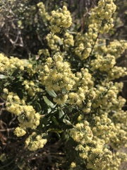 Baccharis dracunculifolia
