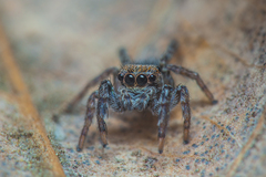 Euophrys