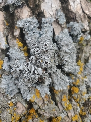 Punctelia bolliana