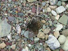 Erynnis persius