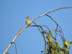 Lullula arborea
