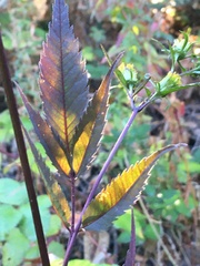 Bidens frondosa