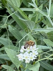 Apis mellifera
