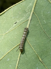 Anisota virginiensis