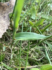 Paspalum laeve