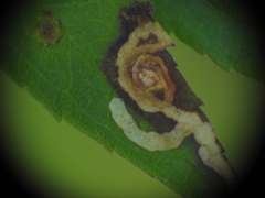 Phytomyza albiceps group