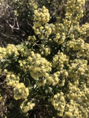 Baccharis dracunculifolia