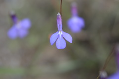 Lobelia chamaepitys