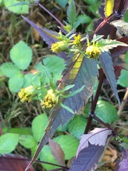 Bidens frondosa