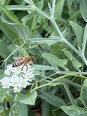 Apis mellifera