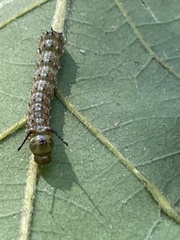 Anisota virginiensis