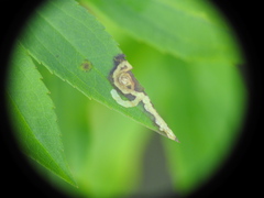 Phytomyza albiceps group