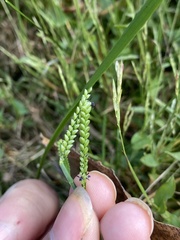 Paspalum laeve