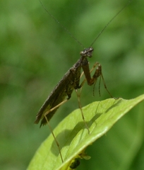 Pseudomiopteryx