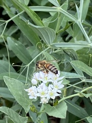 Apis mellifera