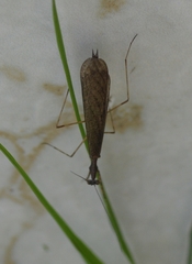Pseudomiopteryx