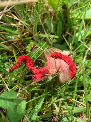 Clathrus archeri