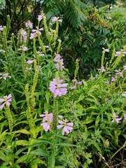 Physostegia