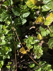 Clinopodium douglasii