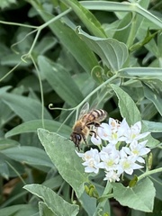 Apis mellifera