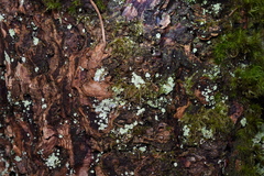 Hypnum circinale