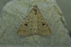 Bleptina caradrinalis