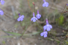 Lobelia chamaepitys